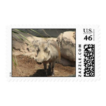 Warthog Postage Stamp