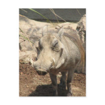 Warthog Postcard