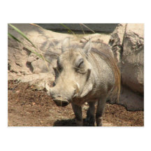 Warthog Postcard