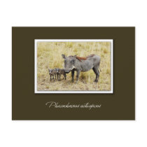 Warthog with piglets safari postcards