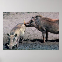 Warthogs - Boar (right) And Sow (left) Print