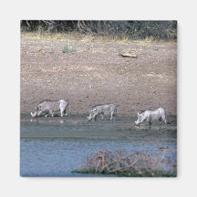 Warthogs Fridge Magnet