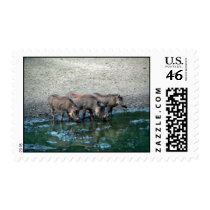 Warthogs Postage