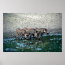 Warthogs Print