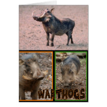 WARTHOGS - WILD ANIMALS CARD