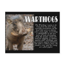 WARTHOGS with Description Post Cards
