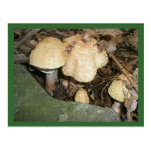 Warts Mushrooms Postcard