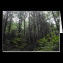 WarWoman Trees cards
