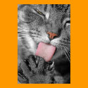 Washday Cat Poster Print