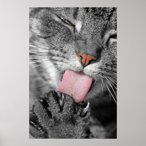 Washday Cat Poster Print
