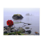 Washed Ashore Red Rose Post Card