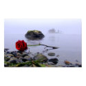 Washed Ashore Red Rose posters