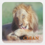 Washing lion square stickers