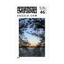 Washington DC Cherry Blossom Postage Stamp