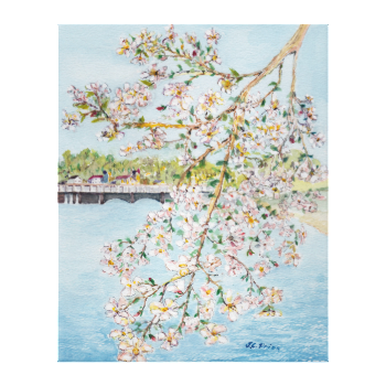 Washington DC Cherry Blossoms Watercolor Painting Canvas Prints