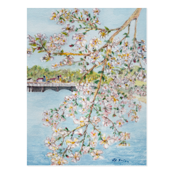 Washington DC Cherry Blossoms Watercolor Painting Postcard