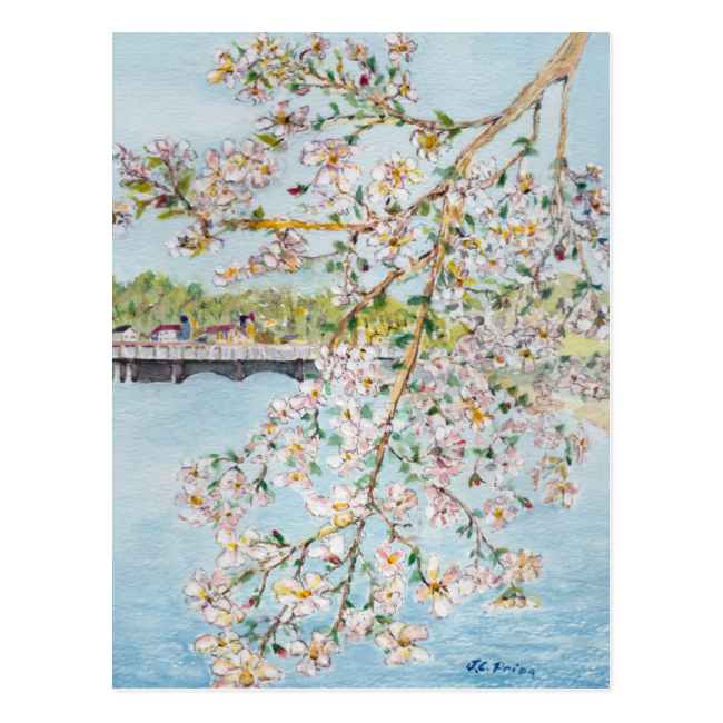 Washington DC Cherry Blossoms Watercolor Painting Postcard