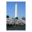 Washington DC Cherry Blossums posters