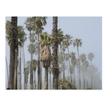 Washington Fan Palm Post Card