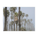 Washington Fan Palm zazzle_postcard
