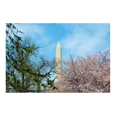 Washington Monument & Cherry Blossom Festival Posters by almedic104