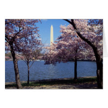 Washington Monument Through Cherry Blossoms Greeting Cards