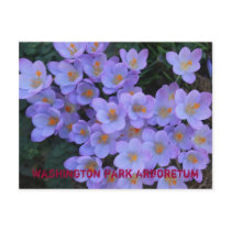 Washington Park Arboretum postcards