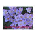 Washington Park Arboretum postcards
