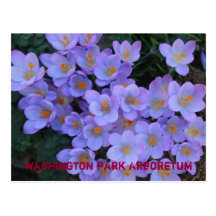 Washington Park Arboretum Postcard