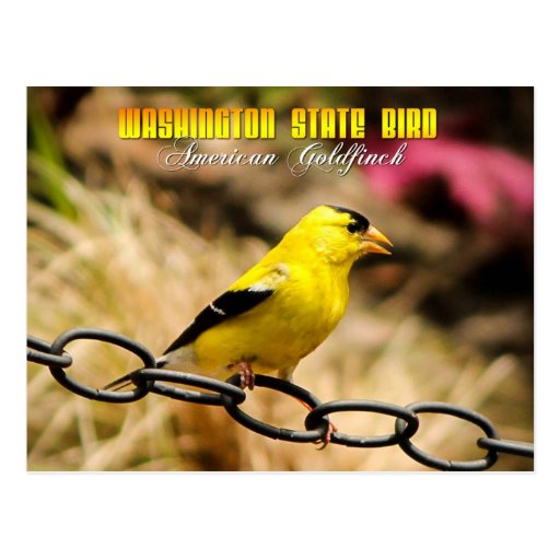 Washington State Bird - American Goldfinch Postcard | Zazzle