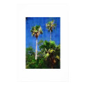 Washingtona palm tree, Oil painting posters