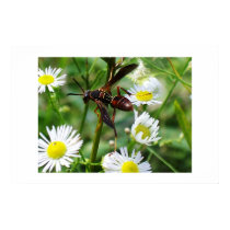 Wasp 8450 Poster posters