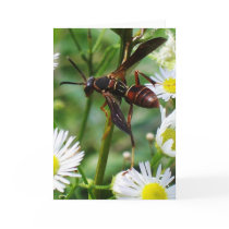 Wasp 8450 Vertical cards