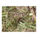 Wasp and Wolf Spider War posters by SafireLady Wasp and Wolf Spider War posters