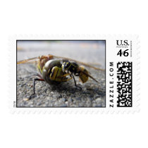 Wasp eating Dragonfly Stamp