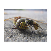 Wasp eating Dragonfly postcards