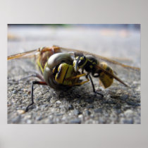 Wasp eating Dragonfly Poster