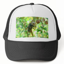 Wasp hats