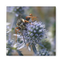 Wasp magnets by amwesley Wasp magnets