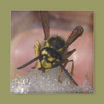 wasp magnets