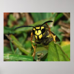 Wasp Portrait Print