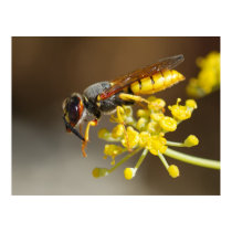 Wasp posters