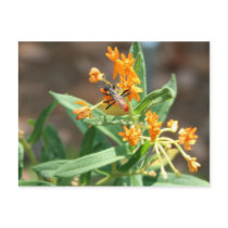 Waspy In Nature Postcard