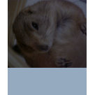 ladies_fitted_babydoll - Prairie dog lover t-shirt ! This is Mamoo, my darling pet prairie dog