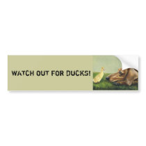 WATCH OUT FOR DUCKS! Dachshund Bumper Sticker bumper stickers by CharlottesWebArt WATCH OUT FOR DUCKS! Dachshund Bumper Sticker bumper stickers