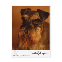 watchful eyes.. postcards by shaneharris watchful eyes.. postcards