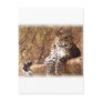 Watchful Leopard Postcard