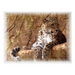 Watchful Leopard Postcard