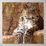 Watchful Leopard Print