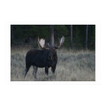 Watchful Moose posters by gjdm01 Watchful Moose posters